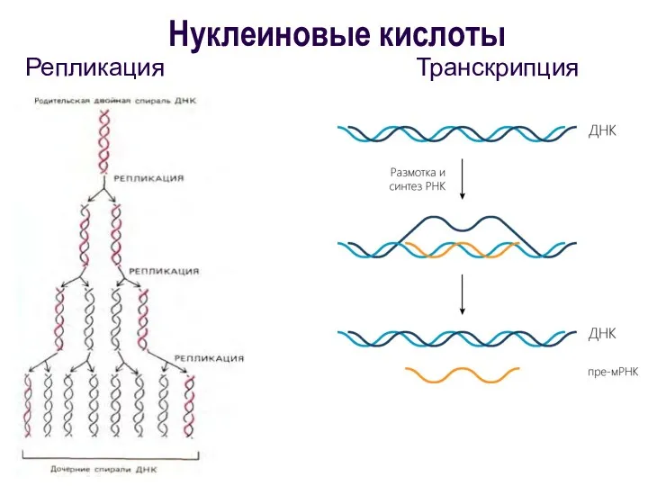 Репликация Транскрипция Нуклеиновые кислоты