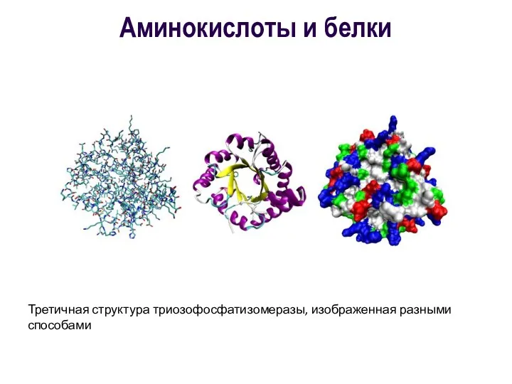 Аминокислоты и белки Третичная структура триозофосфатизомеразы, изображенная разными способами