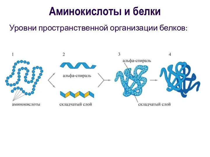 Уровни пространственной организации белков: Аминокислоты и белки