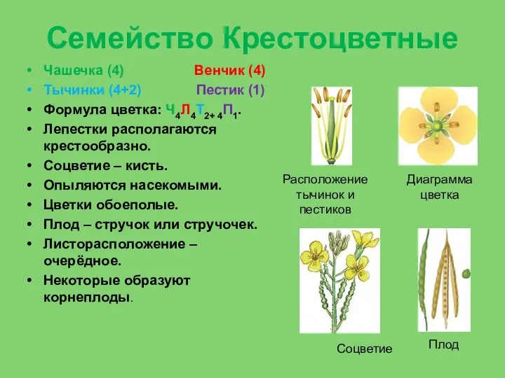 Семейство Крестоцветные Чашечка (4) Венчик (4) Тычинки (4+2) Пестик (1) Формула цветка: Ч4Л4Т2+