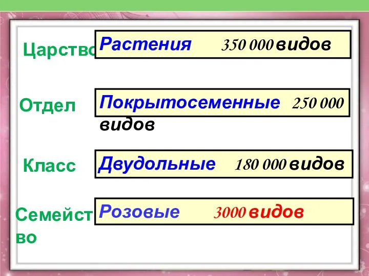 Царство Отдел Класс Семейство Растения 350 000 видов Покрытосеменные 250 000 видов Двудольные