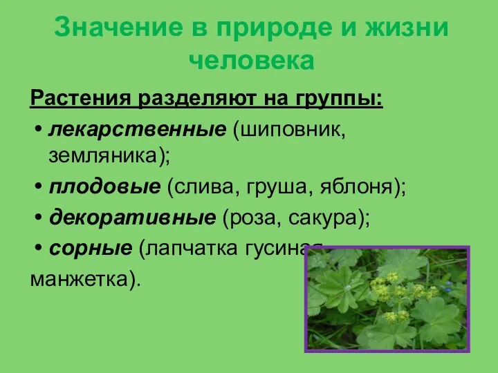 Значение в природе и жизни человека Растения разделяют на группы: лекарственные (шиповник, земляника);