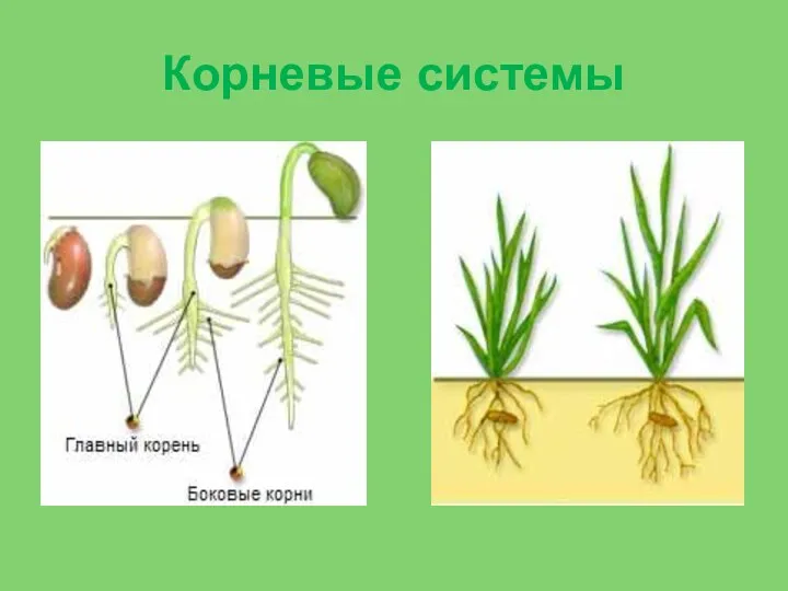 Корневые системы