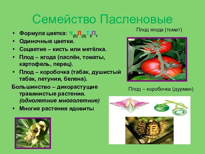 Семейство Пасленовые Формула цветка: Ч(5)Л(5)Т5П1 Одиночные цветки. Соцветие – кисть или метёлка. Плод