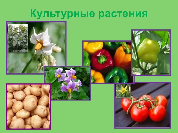 Культурные растения