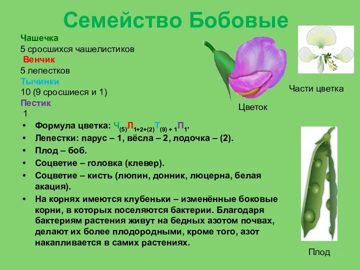 Семейство Бобовые Формула цветка: Ч(5)Л1+2+(2)Т(9) + 1П1. Лепестки: парус – 1, вёсла –