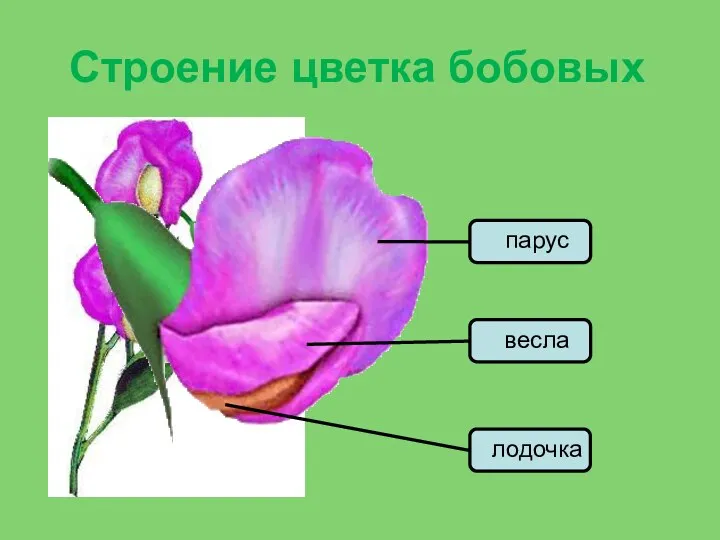 Строение цветка бобовых