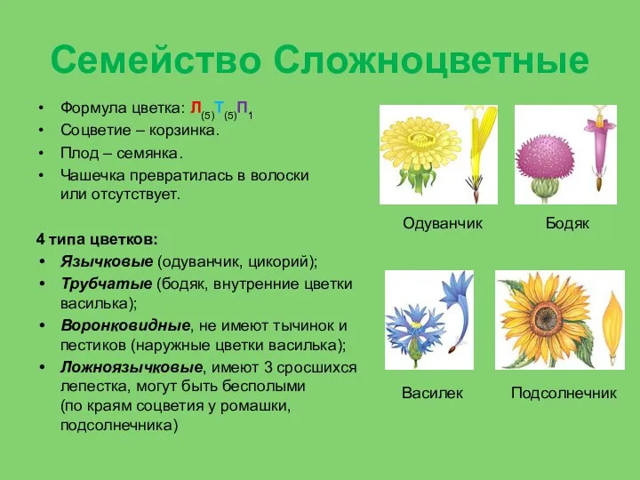 Семейство Сложноцветные Формула цветка: Л(5)Т(5)П1 Соцветие – корзинка. Плод – семянка. Чашечка превратилась