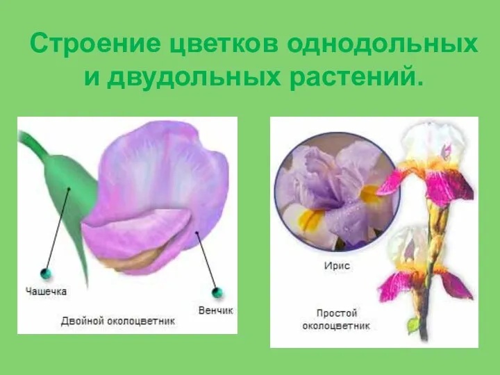 Строение цветков однодольных и двудольных растений.
