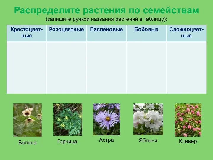 Распределите растения по семействам (запишите ручкой названия растений в таблицу):