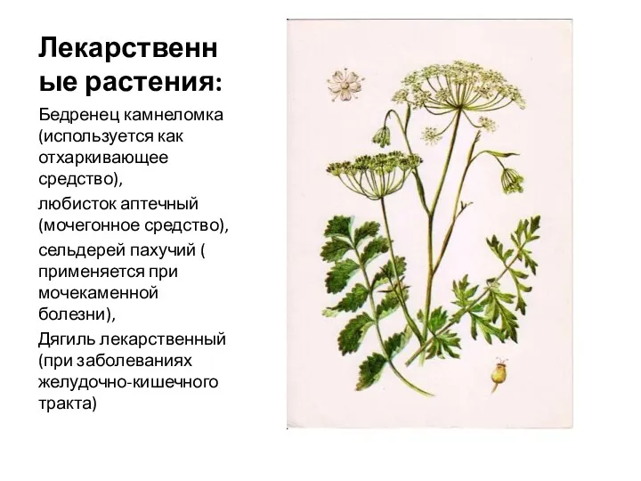 Лекарственные растения: Бедренец камнеломка (используется как отхаркивающее средство), любисток аптечный
