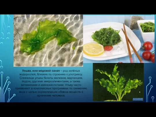 Ульва, или морской салат – род зелёных водорослей, близких по