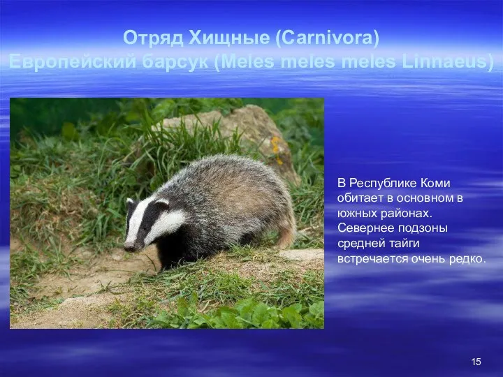 Отряд Хищные (Carnivora) Европейский барсук (Meles meles meles Linnaeus) В