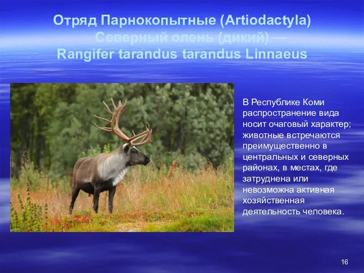 Отряд Парнокопытные (Artiodactyla) Северный олень (дикий) — Rangifer tarandus tarandus Linnaeus В Республике