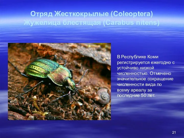 Отряд Жесткокрылые (Coleoptera) Жужелица блестящая (Carabus nitens) В Республике Коми