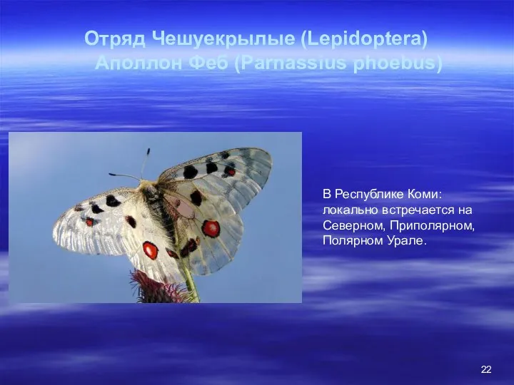 Отряд Чешуекрылые (Lepidoptera) Аполлон Феб (Parnassius phoebus) В Республике Коми: локально встречается на