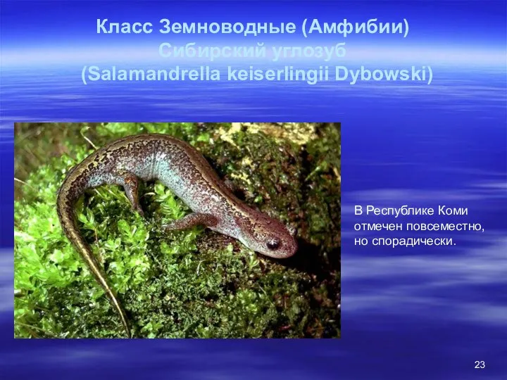 Класс Земноводные (Амфибии) Сибирский углозуб (Salamandrella keiserlingii Dybowski) В Республике Коми отмечен повсеместно, но спорадически.