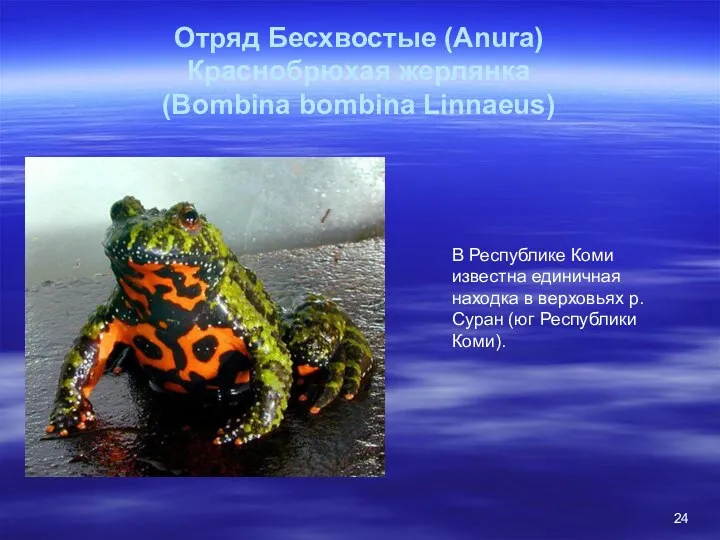Отряд Бесхвостые (Anura) Краснобрюхая жерлянка (Bombina bombina Linnaeus) В Республике