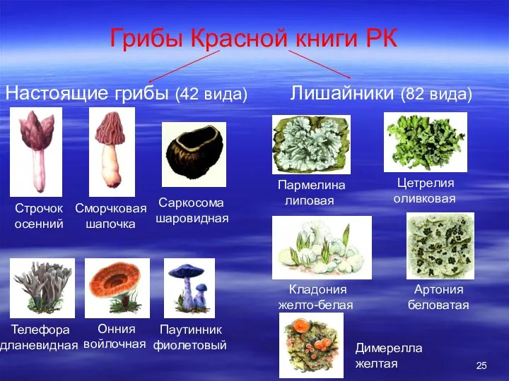 Грибы Красной книги РК Настоящие грибы (42 вида) Лишайники (82