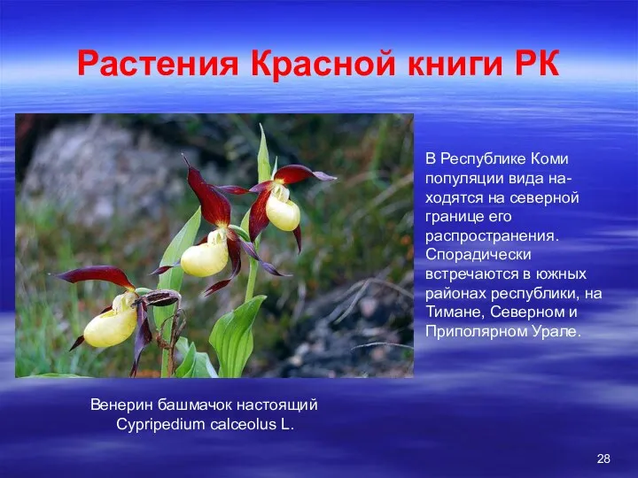 Растения Красной книги РК Венерин башмачок настоящий Cypripedium calceolus L.