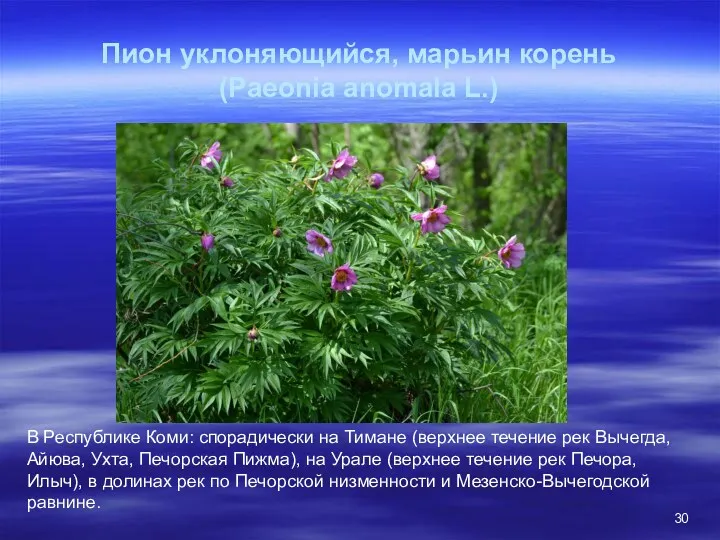 Пион уклоняющийся, марьин корень (Paeonia anomala L.) В Республике Коми: спорадически на Тимане