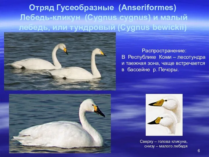 Отряд Гусеобразные (Anseriformes) Лебедь-кликун (Cygnus cygnus) и малый лебедь, или тундровый (Cygnus bewickii)