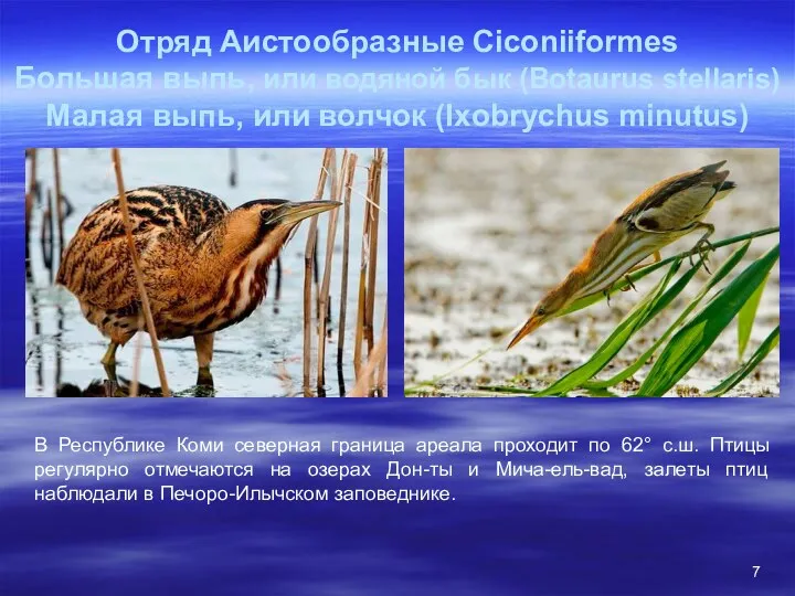 Отряд Аистообразные Ciconiiformes Большая выпь, или водяной бык (Botaurus stellaris) Малая выпь, или