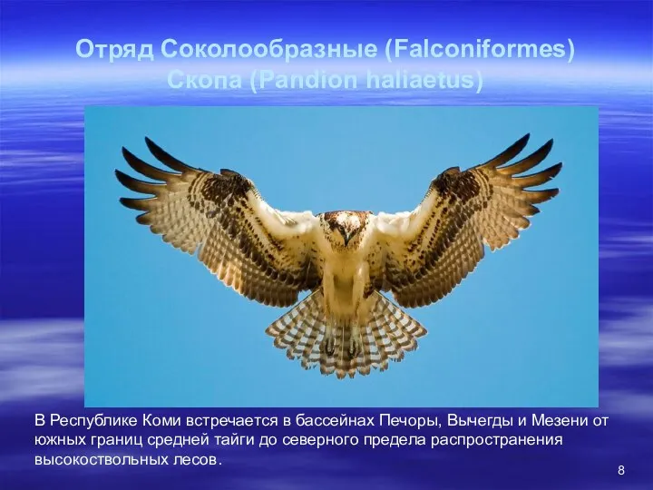 Отряд Соколообразные (Falconiformes) Скопа (Pandion haliaetus) В Республике Коми встречается в бассейнах Печоры,