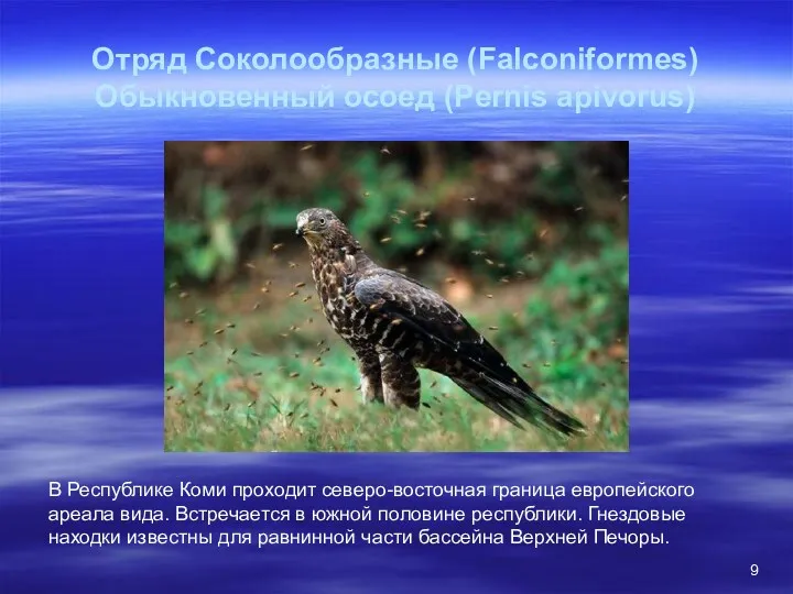 Отряд Соколообразные (Falconiformes) Обыкновенный осоед (Pernis apivorus) В Республике Коми проходит северо-восточная граница