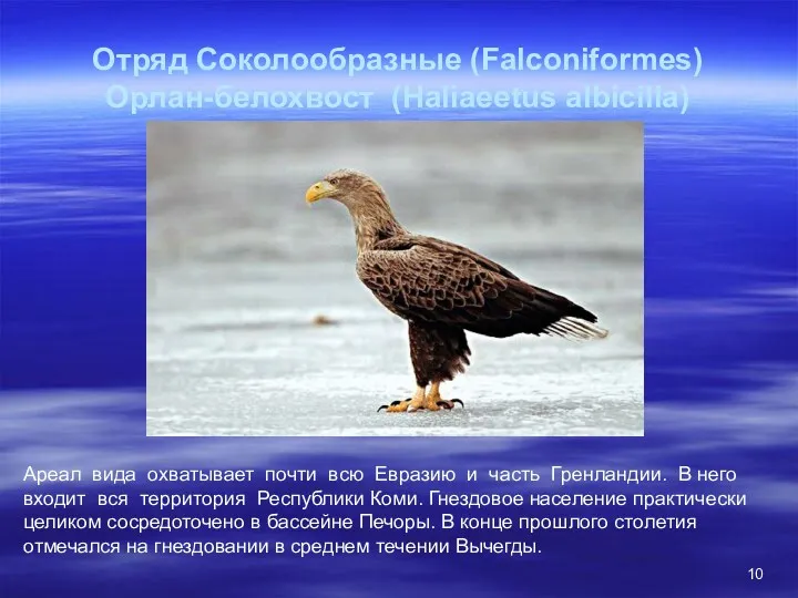 Отряд Соколообразные (Falconiformes) Орлан-белохвост (Haliaeetus albicilla) Ареал вида охватывает почти всю Евразию и
