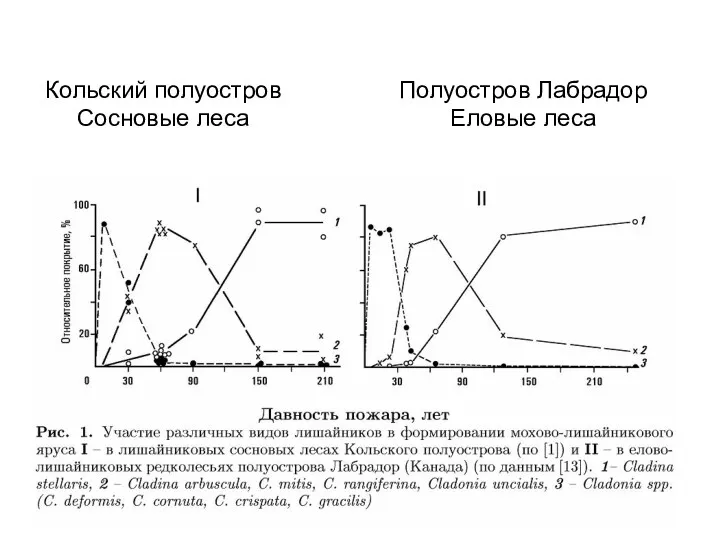 Кольский полуостров Кольский полуостров Сосновые леса Полуостров Лабрадор Еловые леса