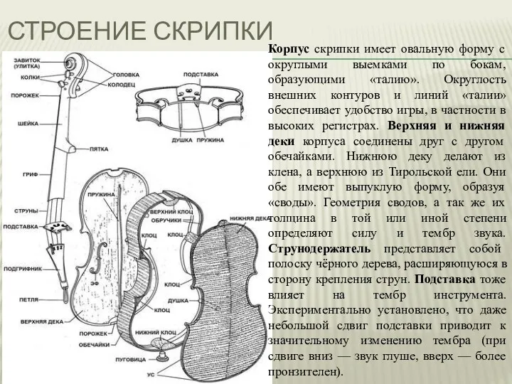 СТРОЕНИЕ СКРИПКИ Корпус скрипки имеет овальную форму с округлыми выемками