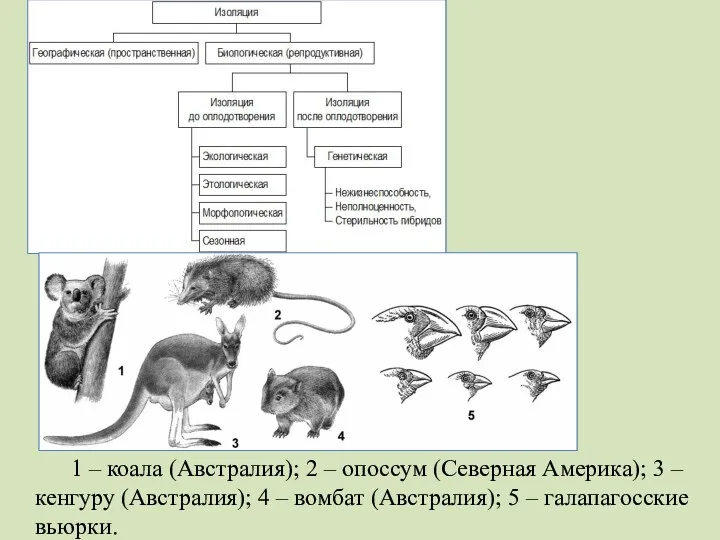 1 – коала (Австралия); 2 – опоссум (Северная Америка); 3