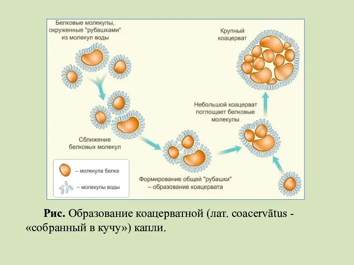 Рис. Образование коацерватной (лат. coacervātus - «собранный в кучу») капли.