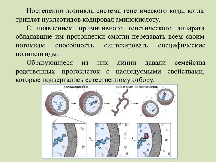 Постепенно возникла система генетического кода, когда триплет нуклеотидов кодировал аминокислоту.