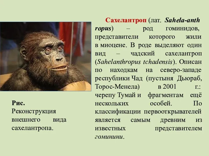 Сахелантроп (лат. Sahela-anthropus) – род гоминидов, представители которого жили в