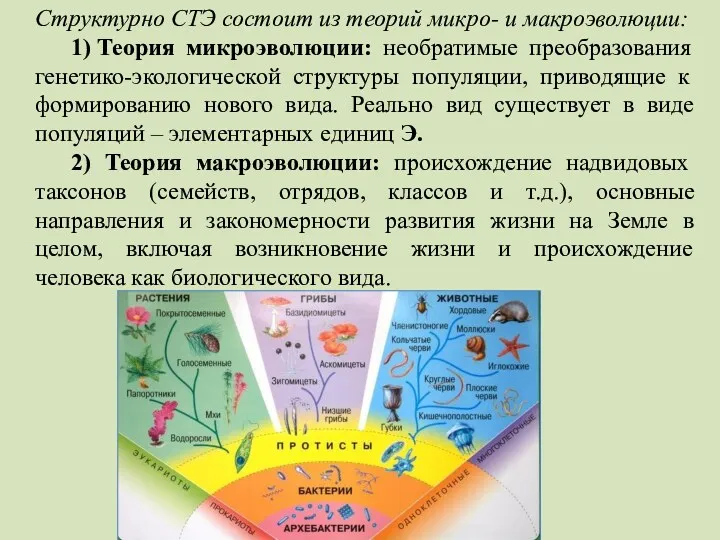 Структурно СТЭ состоит из теорий микро- и макроэволюции: 1) Теория