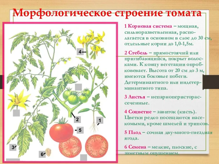 Морфологическое строение томата 1 Корневая система – мощная, сильноразветвленная, распо-лагается