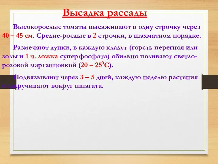 Высадка рассады Высокорослые томаты высаживают в одну строчку через 40