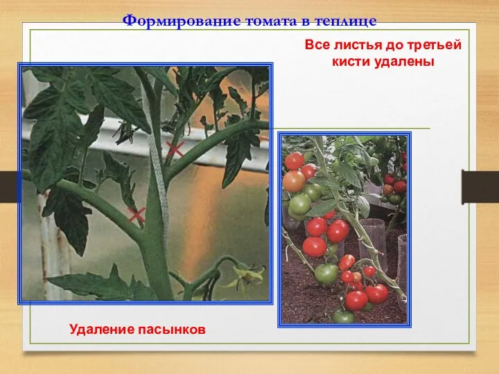 Формирование томата в теплице Удаление пасынков Все листья до третьей кисти удалены