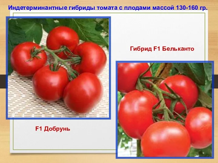 Индетерминантные гибриды томата с плодами массой 130-160 гр. F1 Добрунь Гибрид F1 Бельканто