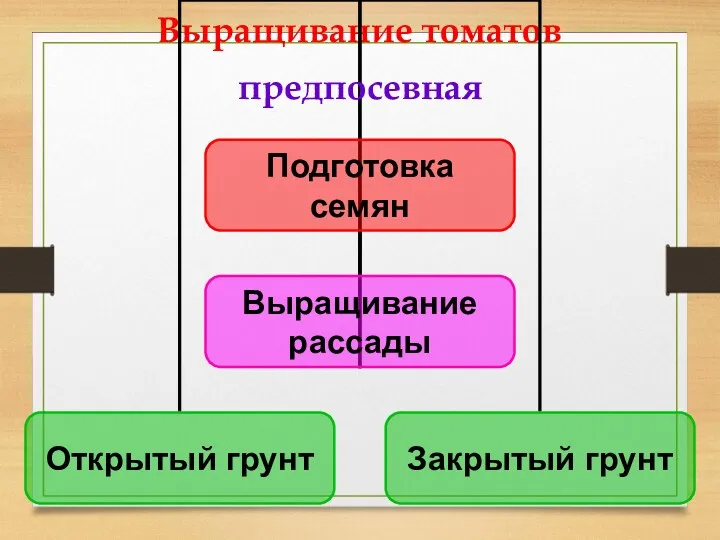 Выращивание томатов предпосевная