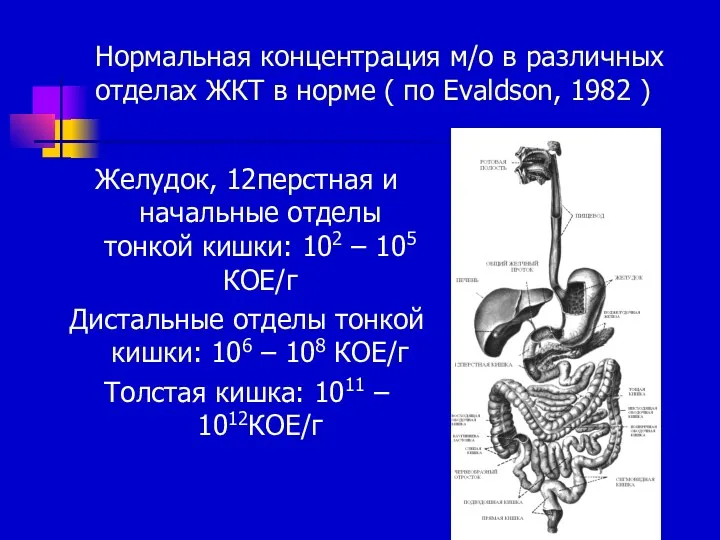 Нормальная концентрация м/о в различных отделах ЖКТ в норме (