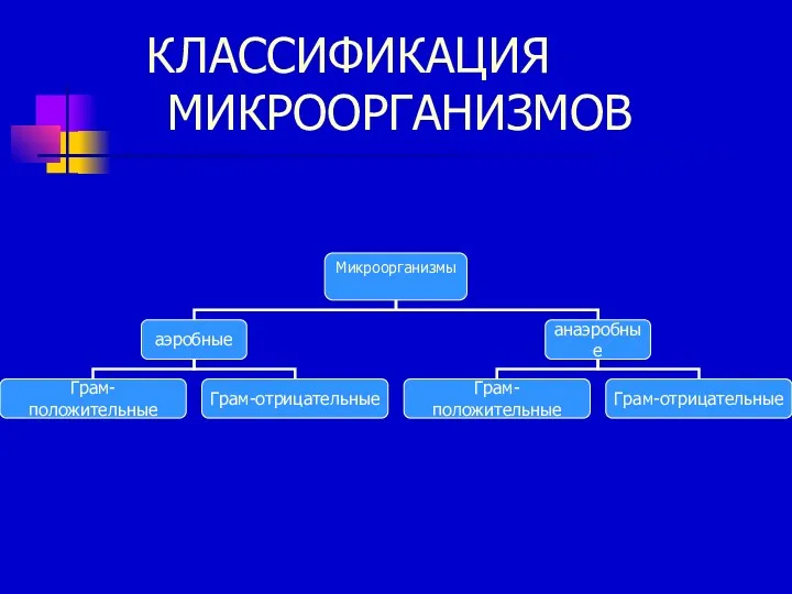 КЛАССИФИКАЦИЯ МИКРООРГАНИЗМОВ