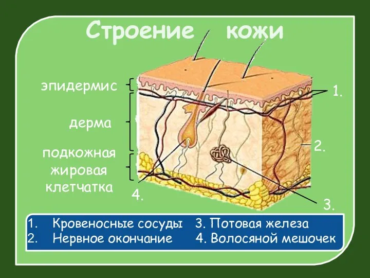 Строение кожи Кровеносные сосуды 3. Потовая железа Нервное окончание 4.