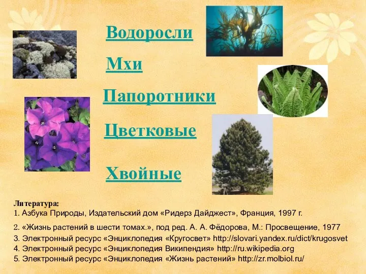 Хвойные Литература: 1. Азбука Природы, Издательский дом «Ридерз Дайджест», Франция,