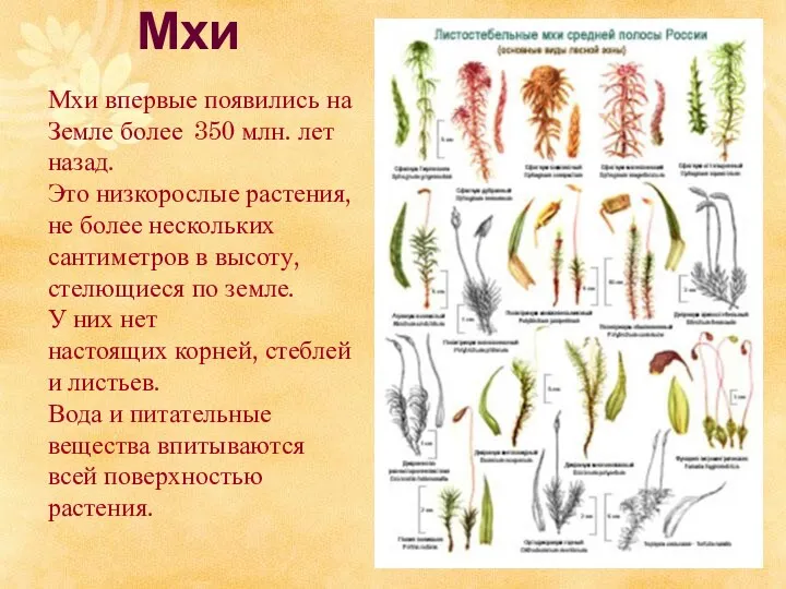 Мхи Мхи впервые появились на Земле более 350 млн. лет