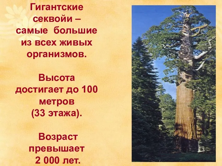 Гигантские секвойи – самые большие из всех живых организмов. Высота