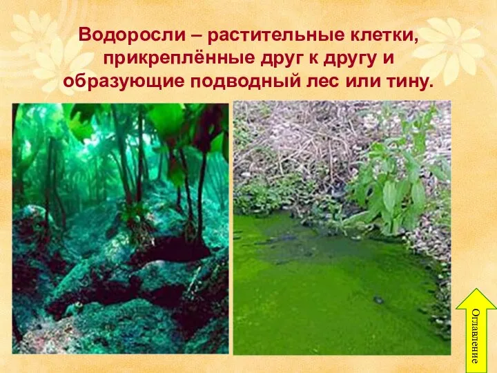 Водоросли – растительные клетки, прикреплённые друг к другу и образующие подводный лес или тину. Оглавление