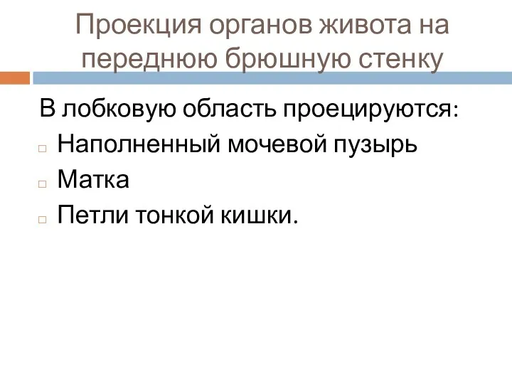 Проекция органов живота на переднюю брюшную стенку В лобковую область